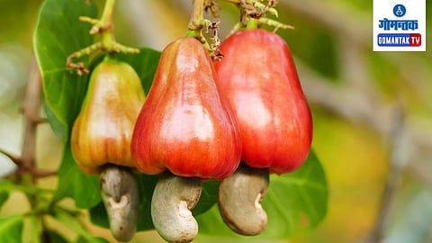 Goa Farming
