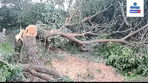 Colva Road Tree Cutting