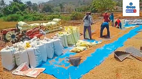 Rice Agriculture