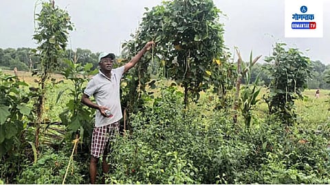 Khandola Agriculture