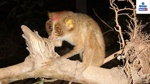 Rare Gray slender loris Spotted In Goa
