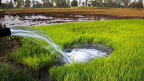 Goa Farm