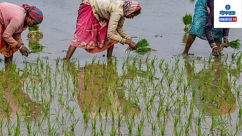 Goa Agriculture