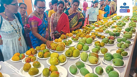 MSP For Goa Mango