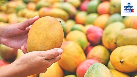 Mankurad Mango