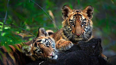 Tigers In Goa Forest: गोव्याच्या जंगलात 'वाघ' वाढणार; सह्याद्री व्याघ्र प्रकल्प होणार बळकट