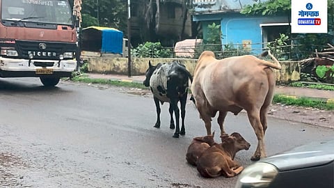 भटक्या गुरांमुळे अपघातात वाढ, वाहनचालक हैराण; हरमलमध्ये संताप