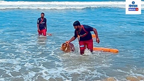Drishti lifesavers rescue a calf from drowning at Patnem beach in South Goa