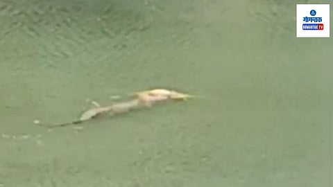 Crocodile Attack Dog