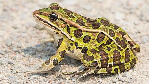 Frogs