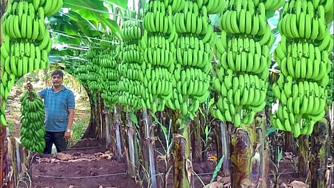 Goa: पाच फूट अन् 45 किलोचा एक घड! सत्तरीतील शेतकऱ्याची कमाल; टिश्यू कल्चर पद्धतीनं घेतलं केळीचं उत्पादन