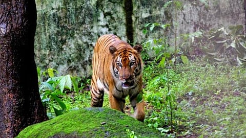 Goa Bondla Wildlife Sanctuary: बोंडला वन्यजीव अभयारण्य पर्यटकांचं आकर्षण