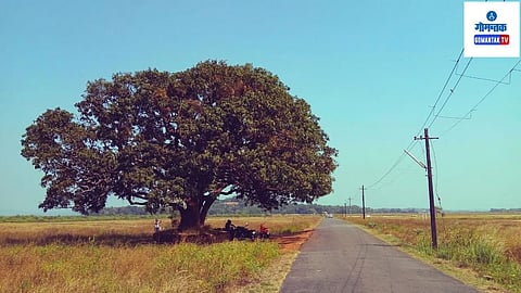 100 वर्षापासून होती दिवाडी बेटाची ओखळ, क्षणात कोसळले अन् एका झाडासाठी अख्खं गाव हळहळलं