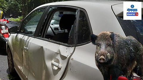 Wild Boar Attack: दक्षिण गोव्यात रानटी डुक्कराचा कारवर हल्ला; तीन प्रवासी थोडक्यात बचावले
