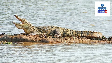 Carambolim Lake Goa