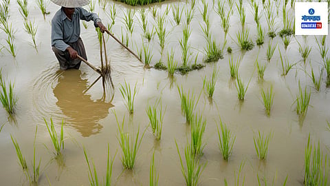 Rice Farming