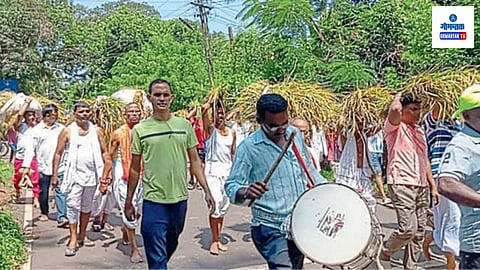 Goa Nave Utsav: मयेसह वायंगिणी आणि डिचोली या तीन गावांशी संबंध असलेल्या या उत्सवाला किमान ४०० वर्षांची परंपरा आहे. भातशेती पिकून तयार झाल्यानंतर पहिले कणीस ग्रामदैवत श्री महामाया देवीच्या चरणी अर्पण करण्याचा उत्सव म्हणजेच मये गावातील प्रसिद्ध ‘नवे उत्सव’.