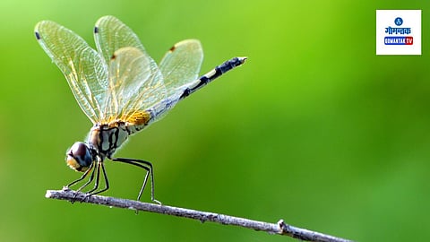 Dragonfly