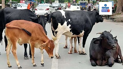 Stray Cattles In Goa