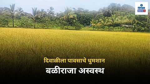Rice Farming: राज्यात मान्सूनोत्तर पावसाचा मारा सुरू असल्याने भातशेती संकटात आली आहे. शेतात पाणी भरल्याने भातपीक आडवे झाले आहे. त्यामुळे मोठा फटका भात उत्पादक शेतकऱ्यांना बसण्याची शक्यता आहे.