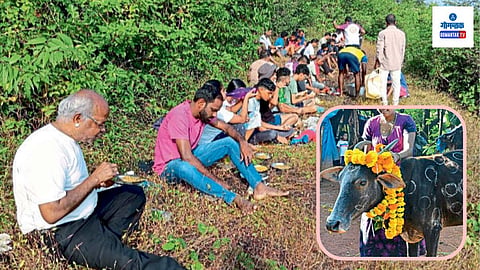 Mayem News: माळरानावरील पारंपरिक जागेत बसून पोळे आणि चटणीचा आस्वाद घेण्याची गुरांच्या पाडव्यातील पूर्वापारपासून चालत आलेली परंपरा आजही काही मोजक्याच भागात टिकून आहे. मयेतील शेतकऱ्यांनी ही परंपरागत प्रथा आजही टिकवून ठेवली आहे. काणकोणात गुरांचा पाडवा पारंपरिकरित्या साजरा करण्यात आला.