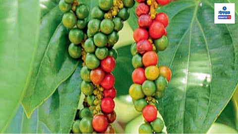 Goa pepper cultivation