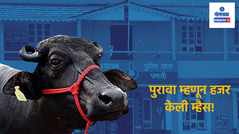 Panaji Police: पुरावा म्हणून पोलिस स्थानकात हजर केली म्हैस; पणजीत शेतकऱ्याचे 6 लाखांचे नुकसान