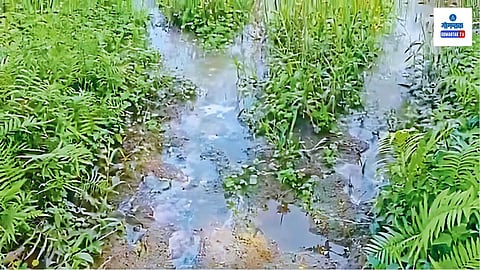 Sal River Polluted Water