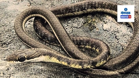 Bronzeback Tree Snake, Western Ghat, Snakes In Marathi