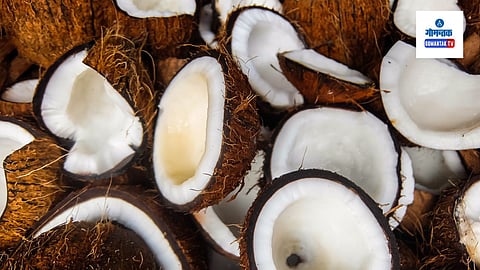 Coconut in Goa