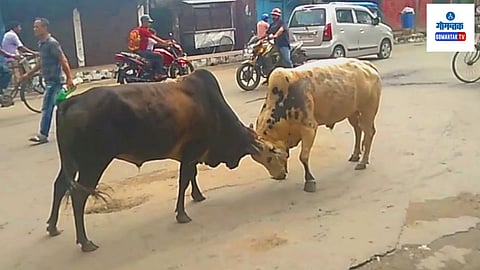 Canacona: रस्त्यावरील बैलांच्या झुंजेने घेतला 40 वर्षीय व्यक्तीचा बळी; चार दिवसांचे उपचारही ठरले फेल