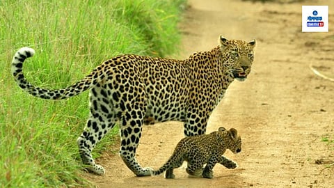 Leopard With Cub
