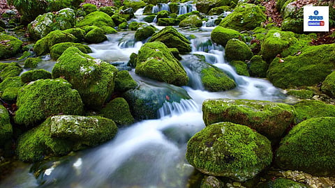 Shiroda Stream