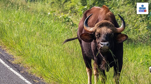 Bison, Gaur