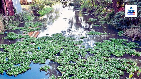 Sal River Goa