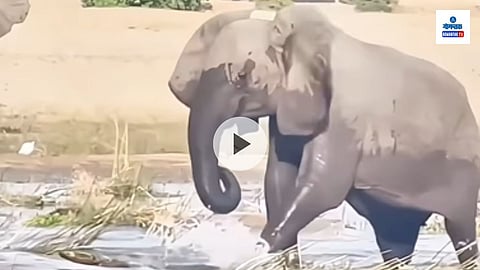 Viral Video: पाणी पिणाऱ्या गजराजावर मगरीचा जोरदार हल्ला, पाहून तुम्हीही हादराल; मृत्यूची लढाई कोणी जिंकली?
