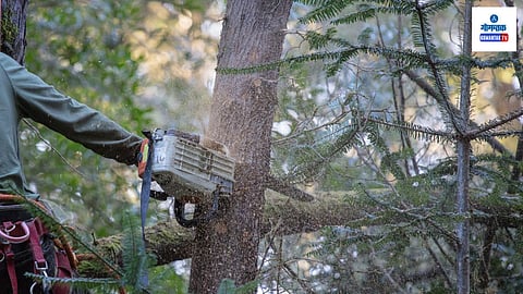 Tree Cutting