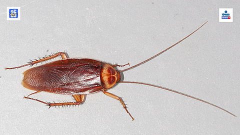 Cockroach Milk