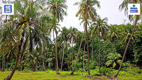 Coconut Farming
