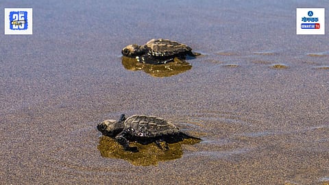 Sea Turtles In Goa
