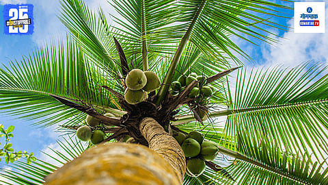 coconut tree