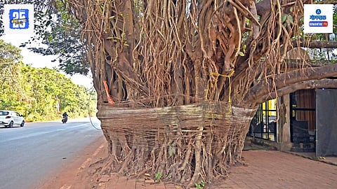 Porvorim banyan tree