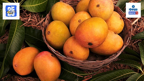 Mango Price Goa