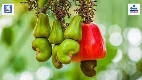 Goa Cashew Festival 2025