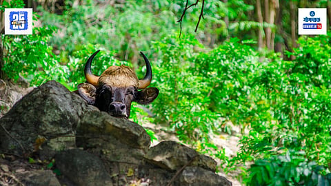 Goa sanctuaries