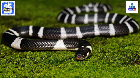 Dangerous Snakes In Summer