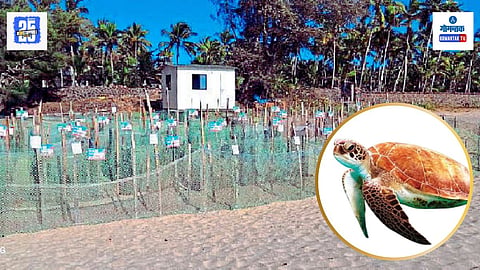 Turtle conservation Goa