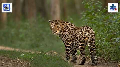 Leopard Attack News
