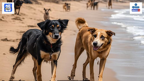 Stray Dogs
