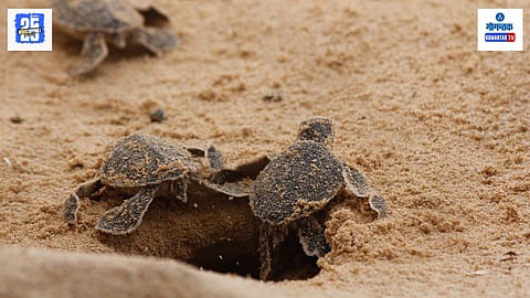 Olive Ridley Turtles